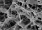 Włókna kolagenu ludzkiego pod mikroskopem
